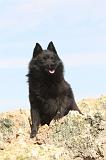 SCHIPPERKE 037